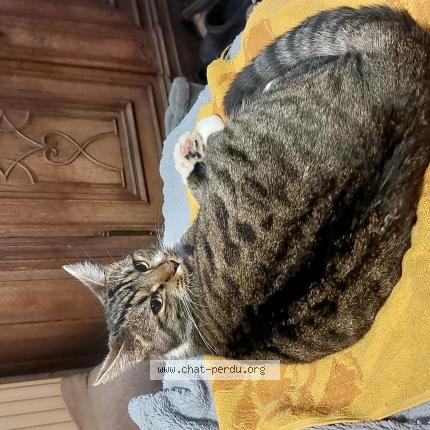 Photo 1/1 Jack Chat lost in Amay