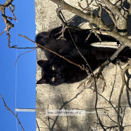 Photo 1/1 Crocmou Chat lost in Calais