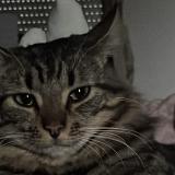 Picture of cat lost at Gramat