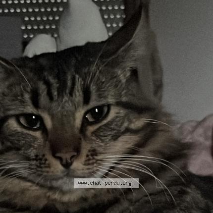 Photo 1/1 Cookie Chat lost in Gramat