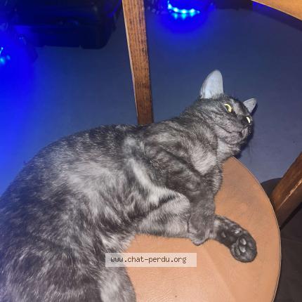 Photo 1/1 Mesca Chat lost in Lons le saunier