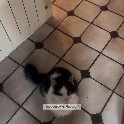 Photo 1/1 oreo Chat lost in Pledeliac