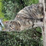 Picture of cat lost at Thivars