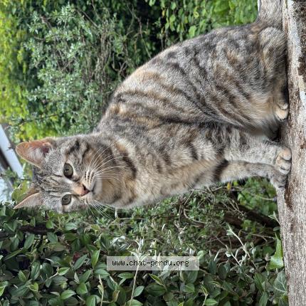 Photo 1/1 Hindah Chat lost in Thivars