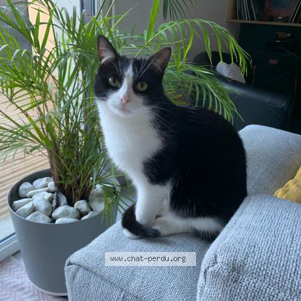 Photo 1/1 ALPINE Chat lost in Roubaix