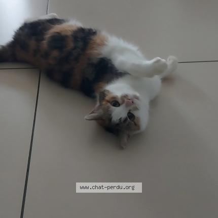 Photo 1/1 Asuna Chat lost in Nivelles