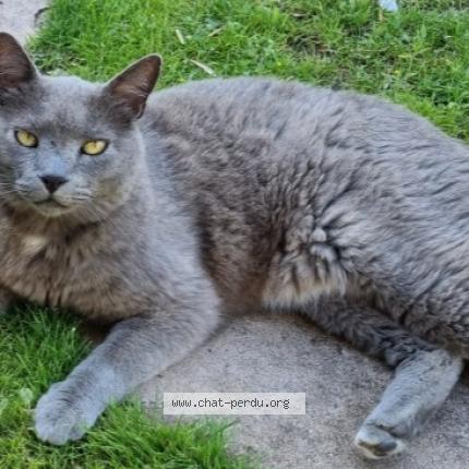 Photo 1/1 Nutela Chat lost in St jean pla de corts