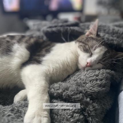 Photo 1/1 Yuuki Chat lost in Orleans