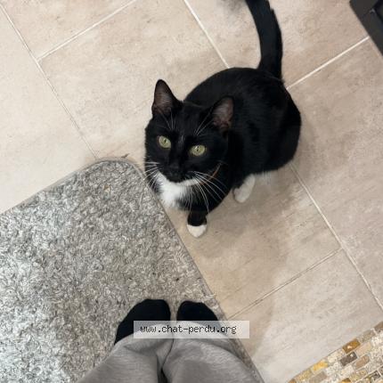 Photo 1/1 souley Chat lost in Goussainville