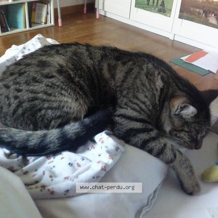 Photo 1/1 Eren Chat lost in Montreuil le gast