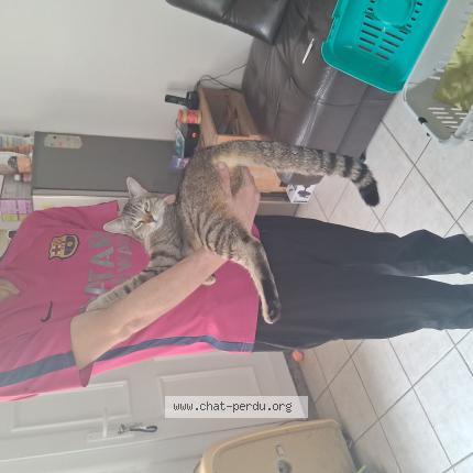 Photo 1/1 Vanille Chat lost in Bagnols sur ceze