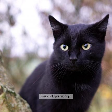 Photo 1/1 Esther Chat lost in Marmande