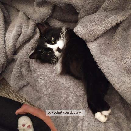 Photo 1/1 R&eacute;glisse Chat lost in Reze