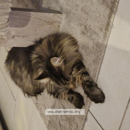 Photo 1/1 Tiamo Chat lost in Norville