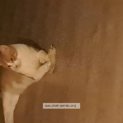 Photo 1/1 Pêche Chat lost in Calonne ricouart