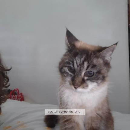 Photo 1/1 Found cat Found in Montpellier