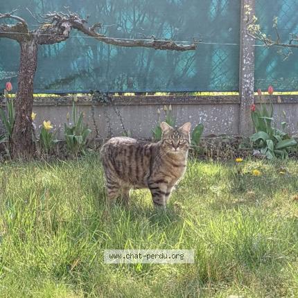 Photo 1/1 Ruben Chat lost in Epinay sur orge