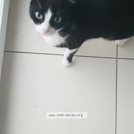 Photo 1/1 Myrtille Chat lost in Sierentz