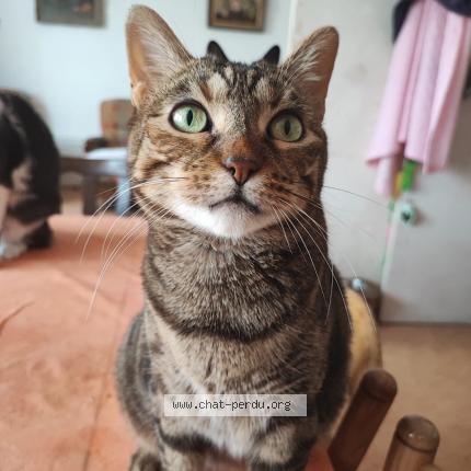 Photo 1/1 Irina Chat lost in Lomme