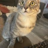 Picture of cat lost at Grisolles