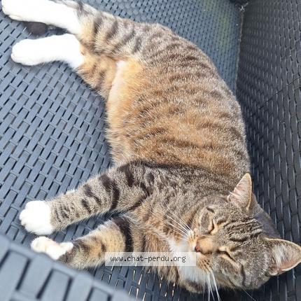 Photo 1/2 Ponpon Chat lost in Bray