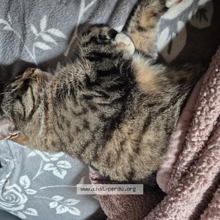 Photo 2/2 Ponpon Chat lost in Bray