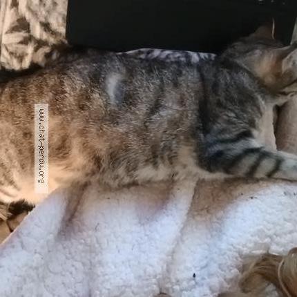 Photo 1/2 Zoia Chat lost in Le blanc