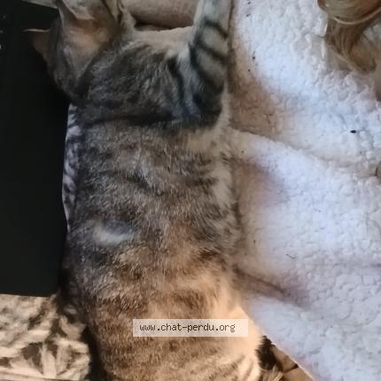 Photo 2/2 Zoia Chat lost in Le blanc