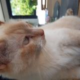 Picture of cat lost at Briec