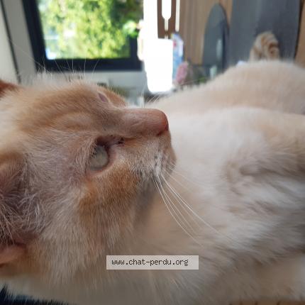 Photo 1/1 Marius Chat lost in Briec