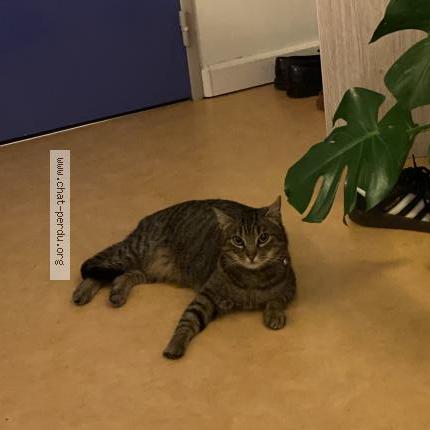 Photo 1/1 Thomate Chat lost in Tours