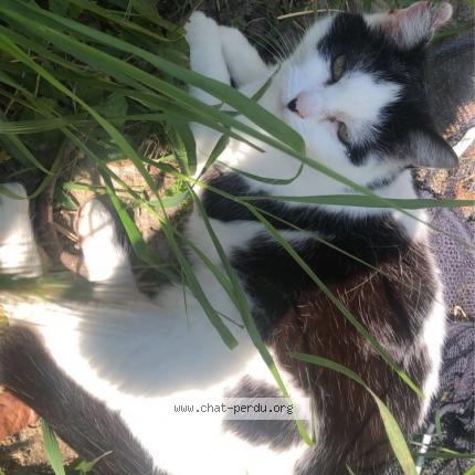 Photo 1/1 Chipie Chat lost in Nefiach