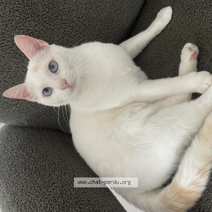 Photo 1/1 Eli Chat lost in Toulouse