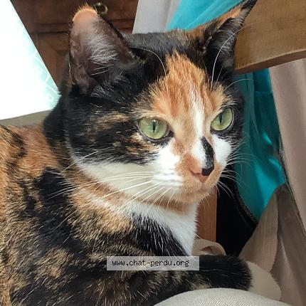 Photo 1/1 Ciboulette Chat lost in Dijon