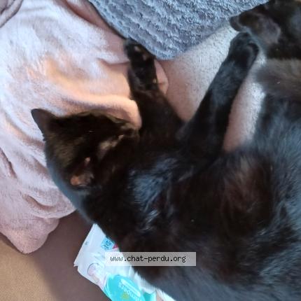 Photo 1/1 Linki Chat lost in La bruyere