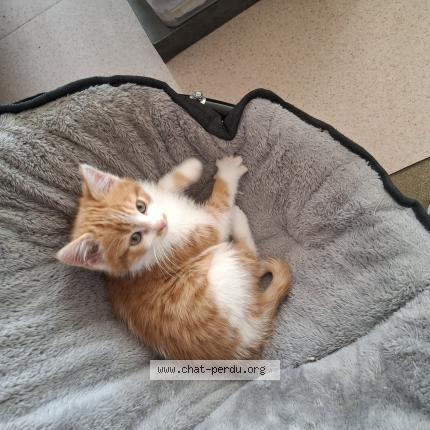 Photo 1/1 Neige Chat lost in Condat