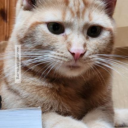 Photo 1/1 Charlotte Chat lost in Tres saint redempteur