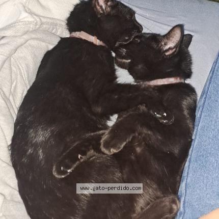 Photo 1/1 Found cat Found in Maldonado