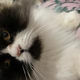 Picture of cat lost at Beziers