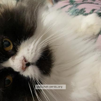 Photo 1/1 Linda Chat lost in Beziers