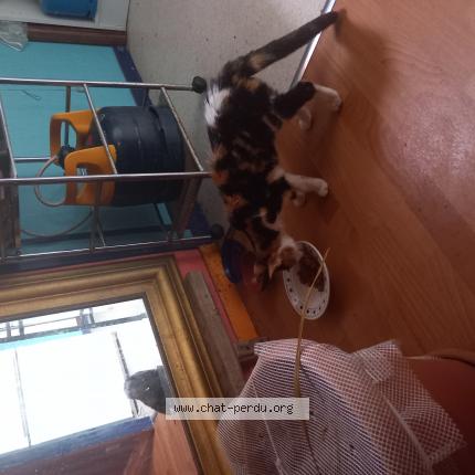 Photo 1/1 Found cat Found in La rochelle