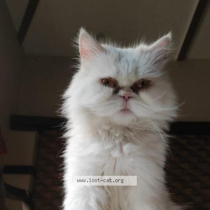 Photo 1/1 KITTO Chat lost in Lahore