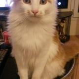 Picture of cat lost at Champigne