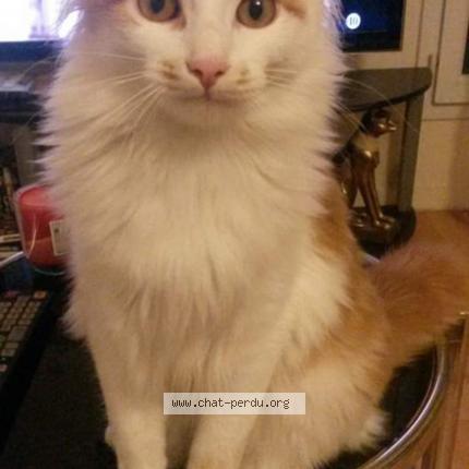 Photo 1/1 Kiwi Chat lost in Champigne