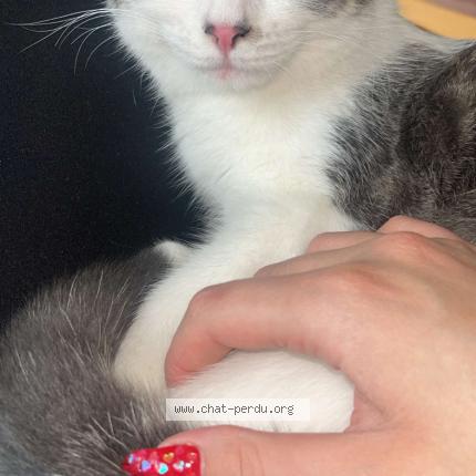 Photo 1/1 Simba Chat lost in Le blanc mesnil