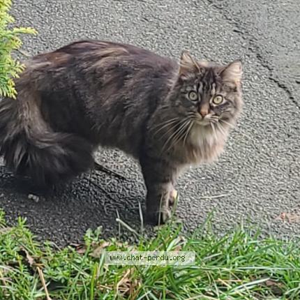 Photo 1/1 Ruby Chat lost in Hellemmes