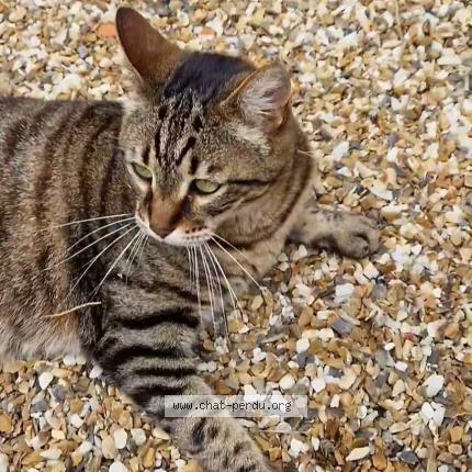 Photo 1/1 Pantoufle Chat lost in St martial d artenset