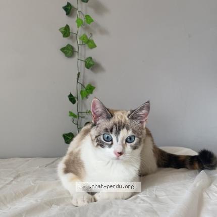 Photo 1/1 Mimosa Chat lost in Toulouse