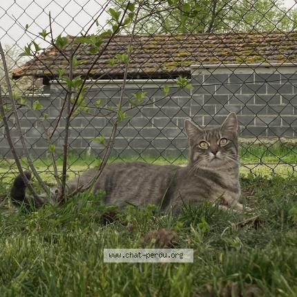 Photo 1/1 Nini Chat lost in Orleat