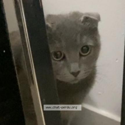 Photo 1/1 Mia Chat lost in Hardricourt